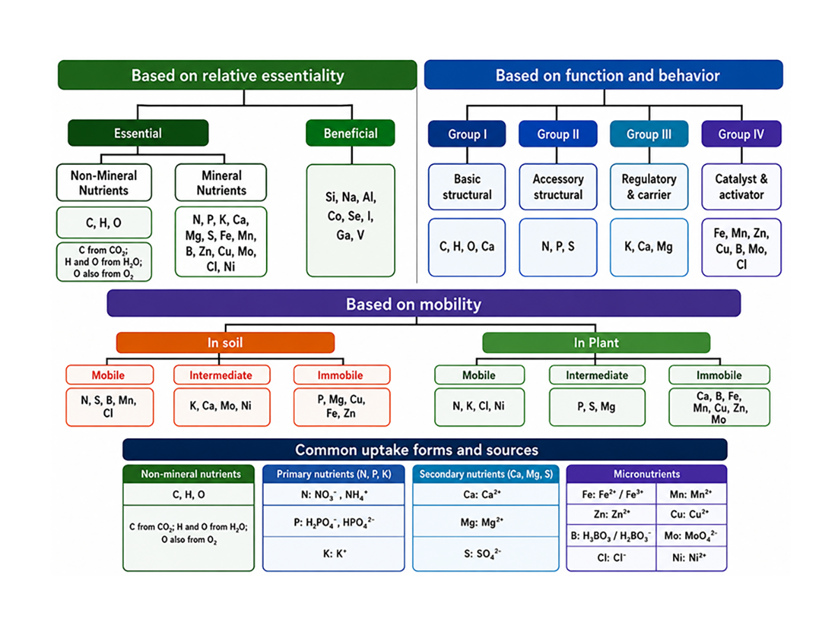 Figure 1. Classification of plant nutrients according to essentiality, function, mobility, and common uptake forms. 
