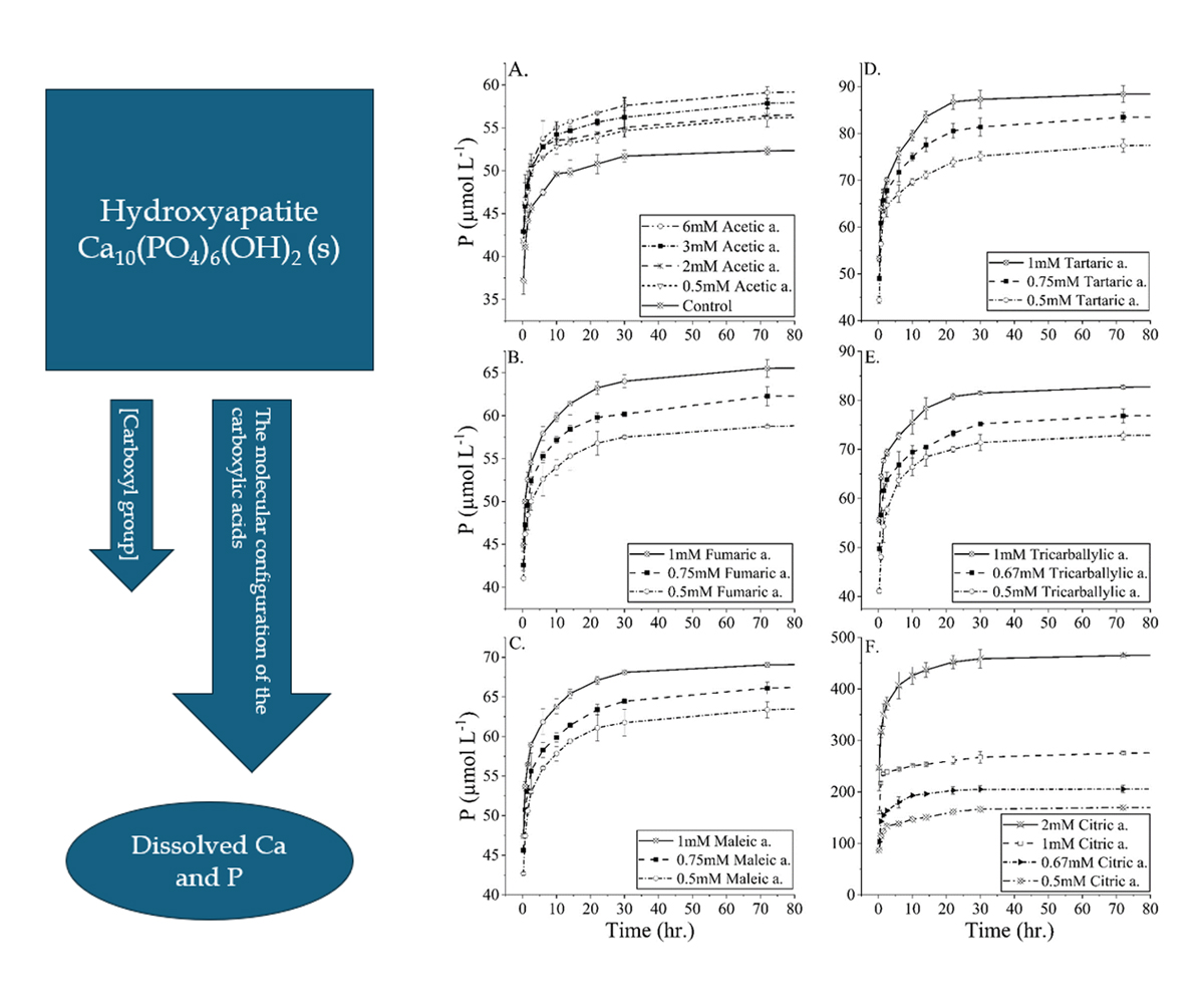 Cumulative release of phosphate (P) during dissolution of hydroxyapatite with and without the addition of acetic acid (A), fumaric acid (B), maleic acid (C), tartaric acid (D), tricarballylic acid (E), and citric acid (F). The dissolution occurred at pH 8.01. Blue arrows indicate that the arrangement ("molecular configuration") of carboxylic acid functional groups is more important to the weathering process than their concentration (brackets). Adapted figure courtesy of Yaniv Fraiberg and Yuji Arai.