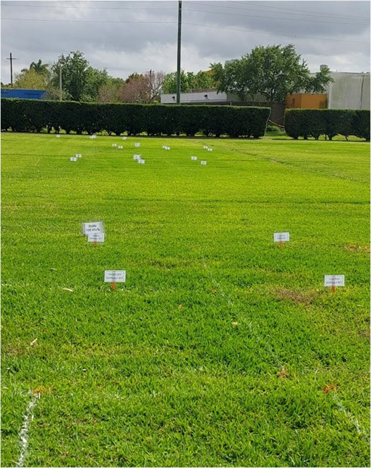 St. Augustinegrass irrigated at 100% evapotranspiration (ET) in March in South Florida and fertilized either following a summer blackout period or no blackout period. Photo courtesy of I. Alejandra Sierra. 