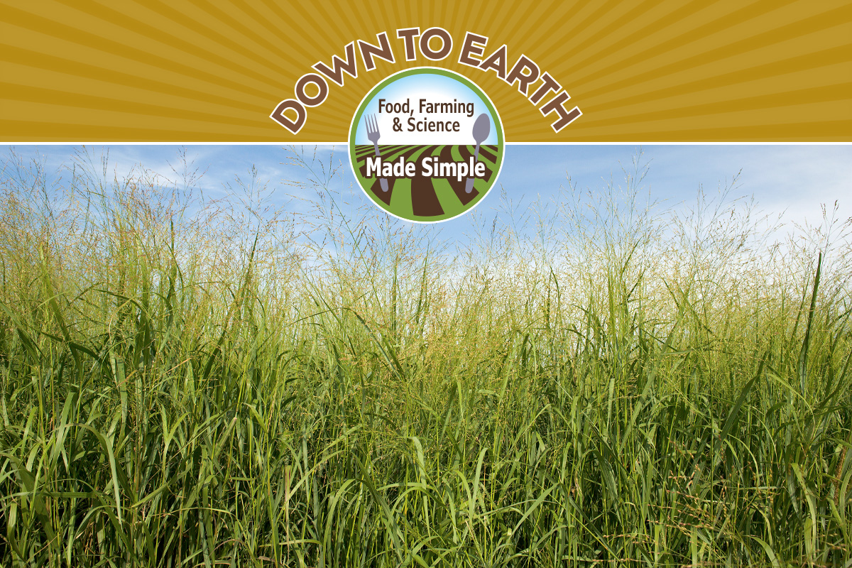 Switchgrass growing in eastern Nebraska. Photo by Peggy Greb, USDA-ARS.