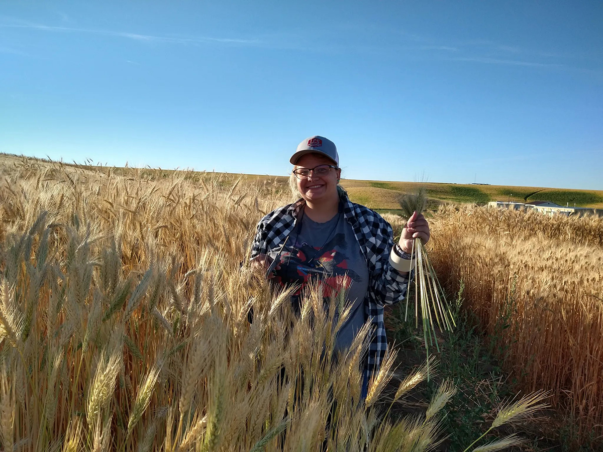 Sarah Peery, coauthor on a new study published in the journal Crop Science, collects wheat for late-maturity alpha amylase testing at the soft dough stage of grain development. Photo courtesy of Camille M. Steber, USDA-ARS. 