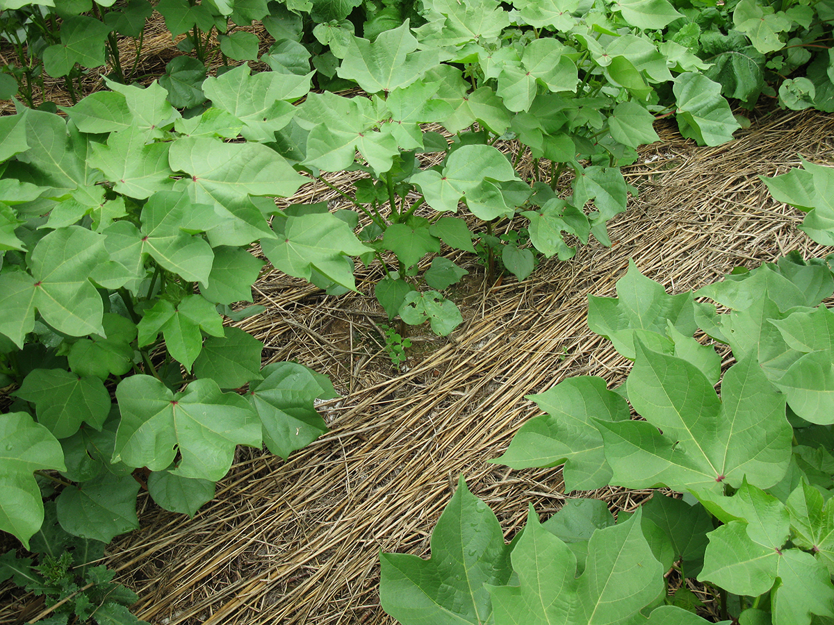 Photo courtesy of USDA-NRCS. CC BY 2.0. 