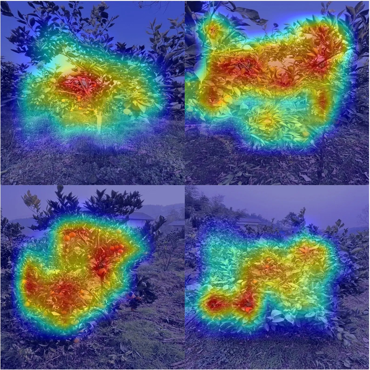 From one photo to fruit count: How a model sees citrus trees of different complexity. Each image shows a real orchard photo overlaid with an AI attention map, where warmer colors indicate regions that the model weighted most heavily to estimate total fruit count. The model reads both visible fruits and overall canopy structure, arriving at a reliable count from a single smartphone photo. Photo courtesy of Hongchun Qu, first author on the study.