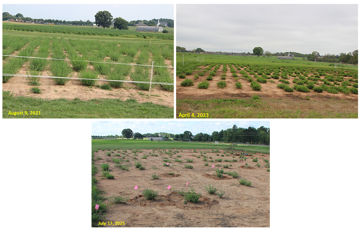 Progression of low pH and high aluminum’s effect on a panel of alfalfa populations, evaluated over multiple years. Field soil pictured was naturally acidic (pH = 5) and rich in aluminum (extractable aluminum = 11 mg/kg). The best plants from the best populations were selected for crossing and advancing to another cycle of recurrent selection. Photos courtesy of Ali Missaoui, University of Georgia.
