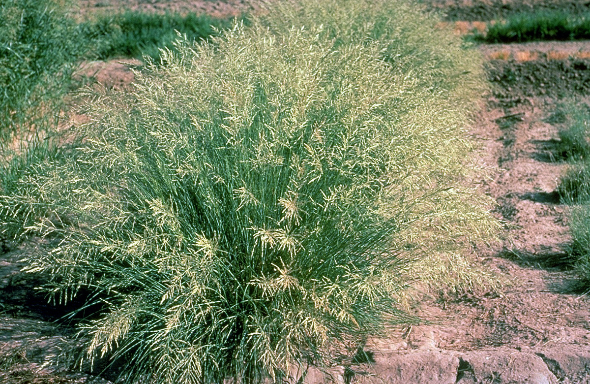 Eragrostis curvula plants naturally have two to eight sets of chromosomes, making the forage grass a great model species for studying polyploidy. Photo by USDA-NRCS Tucson Plant Materials Center (PMC) and courtesy of the USDA-NRCS PLANTS Database. 