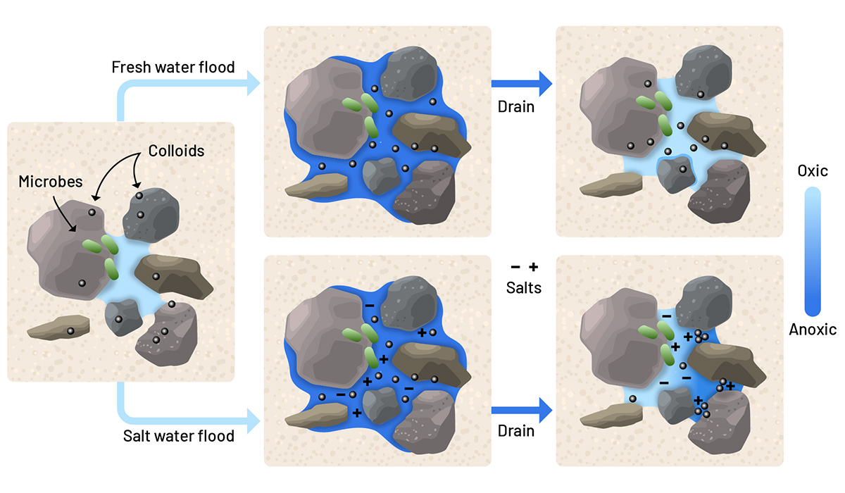 Graphical abstract depicting how saltwater and freshwater differently affect oxygen levels in soil pores. Image courtesy of Nathan Johnson, science illustrator at Pacific Northwest National Laboratory.