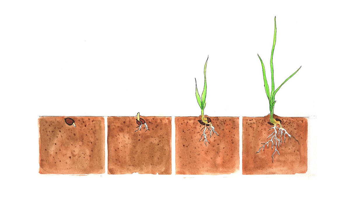 This illustration (by Corey Labrie) depicts the early seed and seedling life stages of plants. It is republished from Kettenring & Tarsa (2020). http://dx.doi.org/10.3389/fenvs.2020.00109. CC-BY.