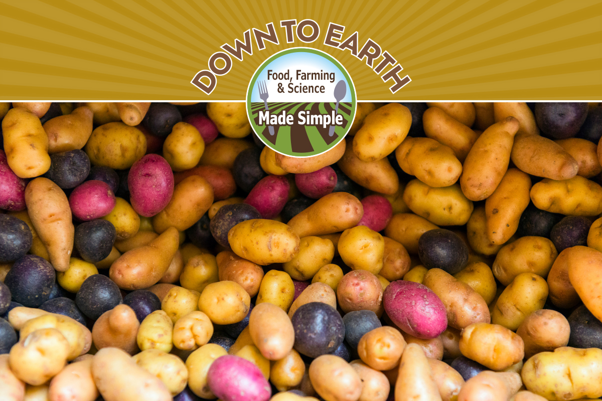 Colorful potatoes. 