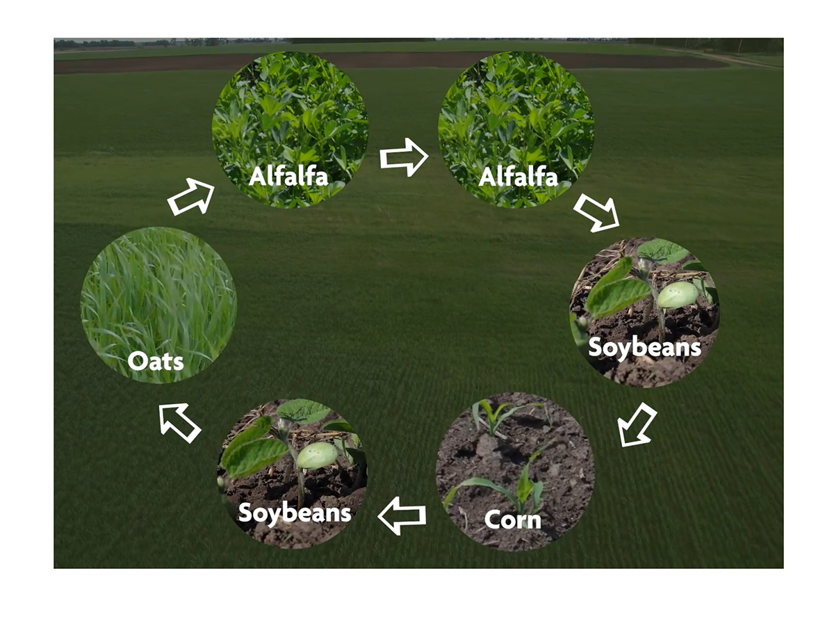 Screenshot from a video, “Managing Weeds on Your Farm,” produced by the Sustainable Agriculture Research and Education (SARE). It can be viewed at https://youtu.be/lATEh46nQ7M.
