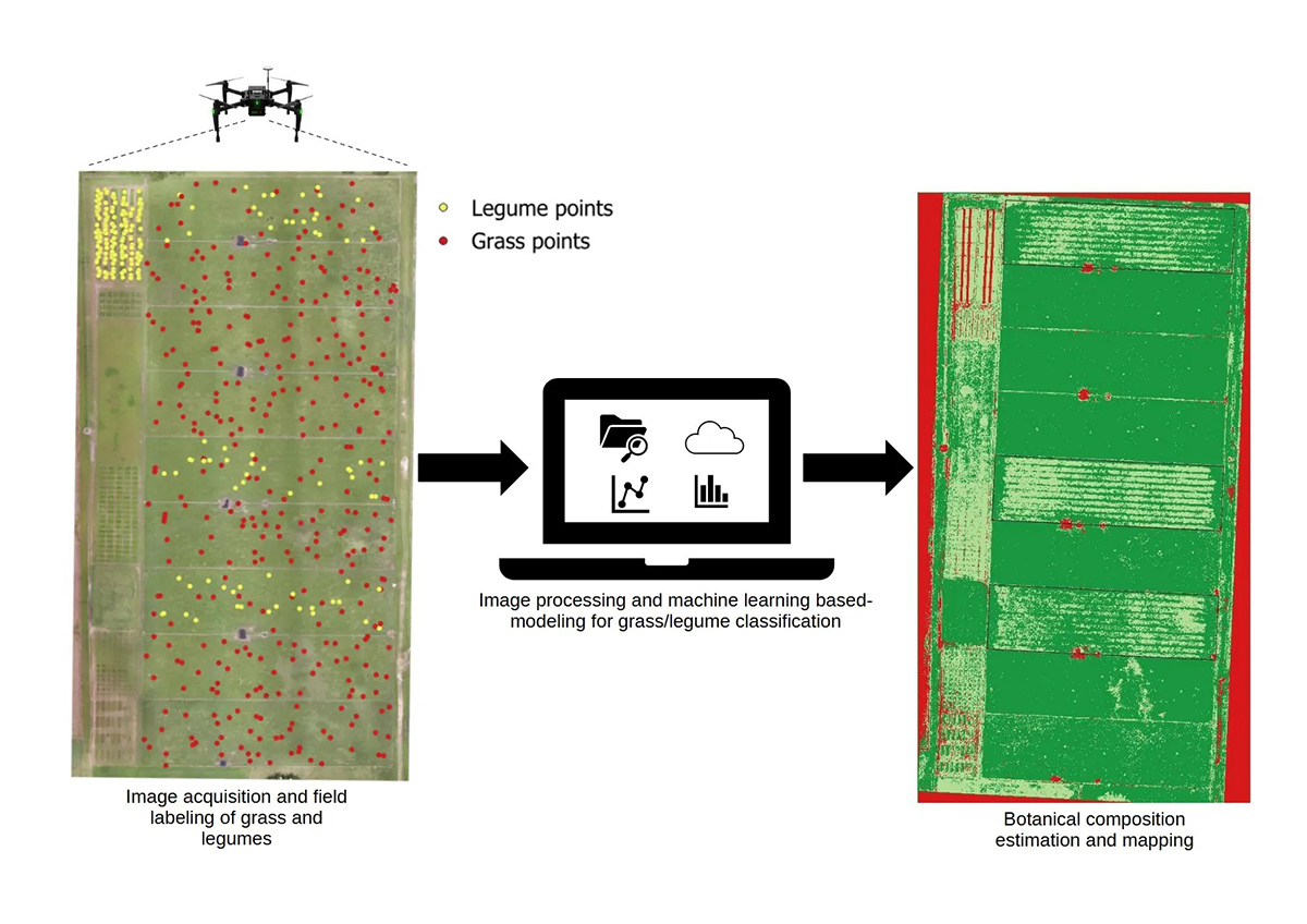 Original drone picture from the pasture area (left) next to a modeling scheme and prediction map of grass and legume distribution generated using a convolutional neural network (right). Grass is shown in dark green and legumes in light green. Red areas represent non-vegetated zones or background. Paddocks are labeled from 1 to 9; paddocks 3, 5, and 9 contain a bahiagrass–rhizoma peanut mixture, while the others are bahiagrass only. Photo courtesy of Igor Bretas, first author on the study.