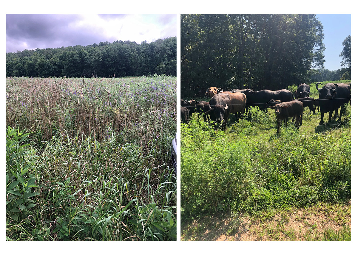 Left: Cover crop fields that have not been grazed. Right: Grazing on plots seeded with mixed cover crops. Photos courtesy of Said Hamido.