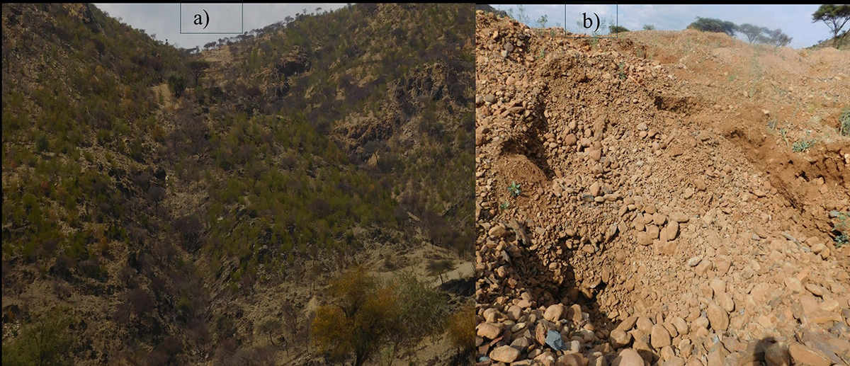 Field photos showing unmined (a) and mined (b) landscapes in Tigray, Ethiopia, highlighting clear differences in vegetation cover and soil condition following traditional gold mining. Photos courtesy of Meaza Zenebe, Mekelle University.