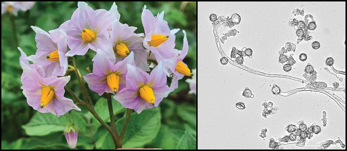 Left: Potato flowers showing anthers and part of the pistils. Right: In-vitro pollen germination. Styles and pollen were used to study S-RNases and SLFs. Photos courtesy of Mercedes Ames, first author on the study.
