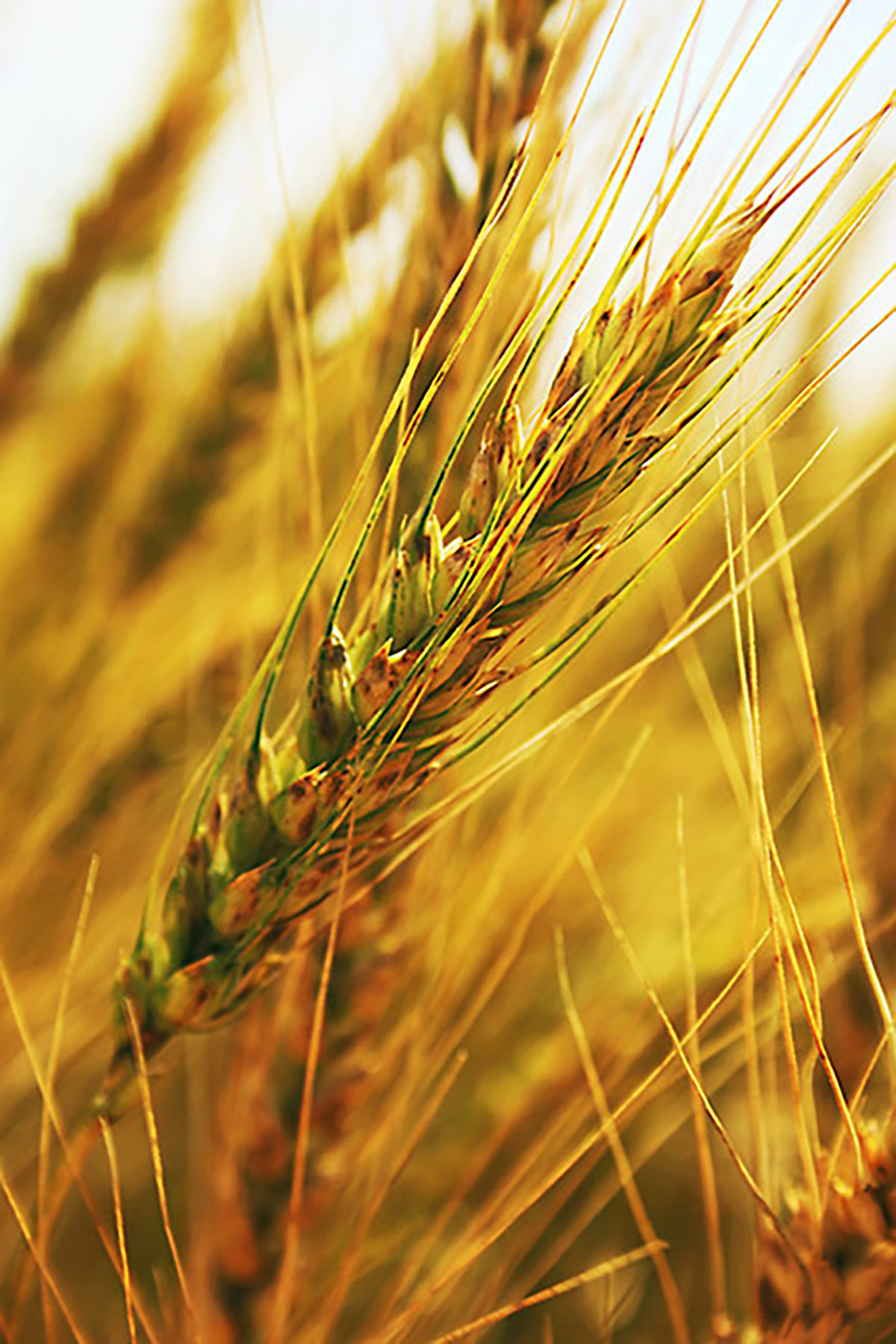 Researchers assessed the degree to which randomization across breeding cohorts could improve selection accuracy using simulations based on real genotypic data from University of Illinois wheat breeding lines. Photo by Ann Marshall, USDA-ARS.