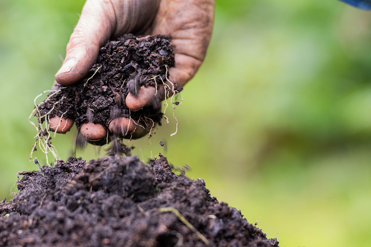 Biochar has emerged as a promising soil amendment that improves soil health and nutrient efficiency. Photo courtesy of Adobe Stock/Phoebe.