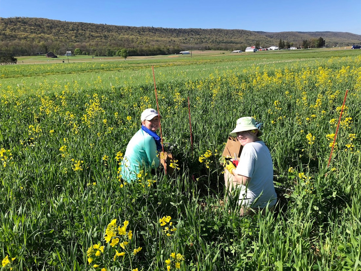 Research assistants, Megan Galvin, left, and Jenna Kokoskie, right, taking samples at the site of the Cover Crop Cocktails experiment at Penn State. Photo by Emma Rice.