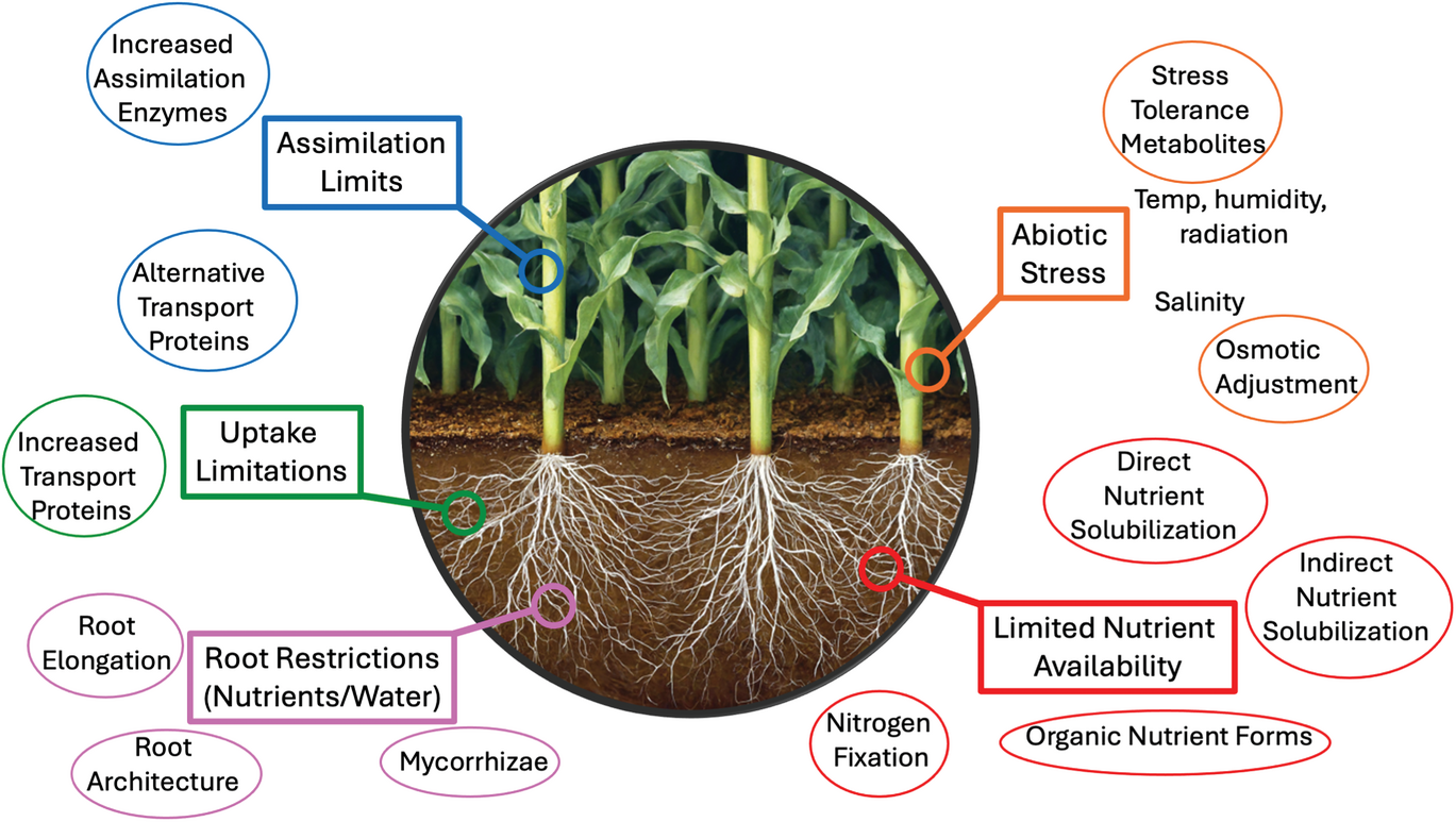 Potential pathways for biostimulants to enhance nutrient use efficiency. Adapted from Brown et al. (2020).