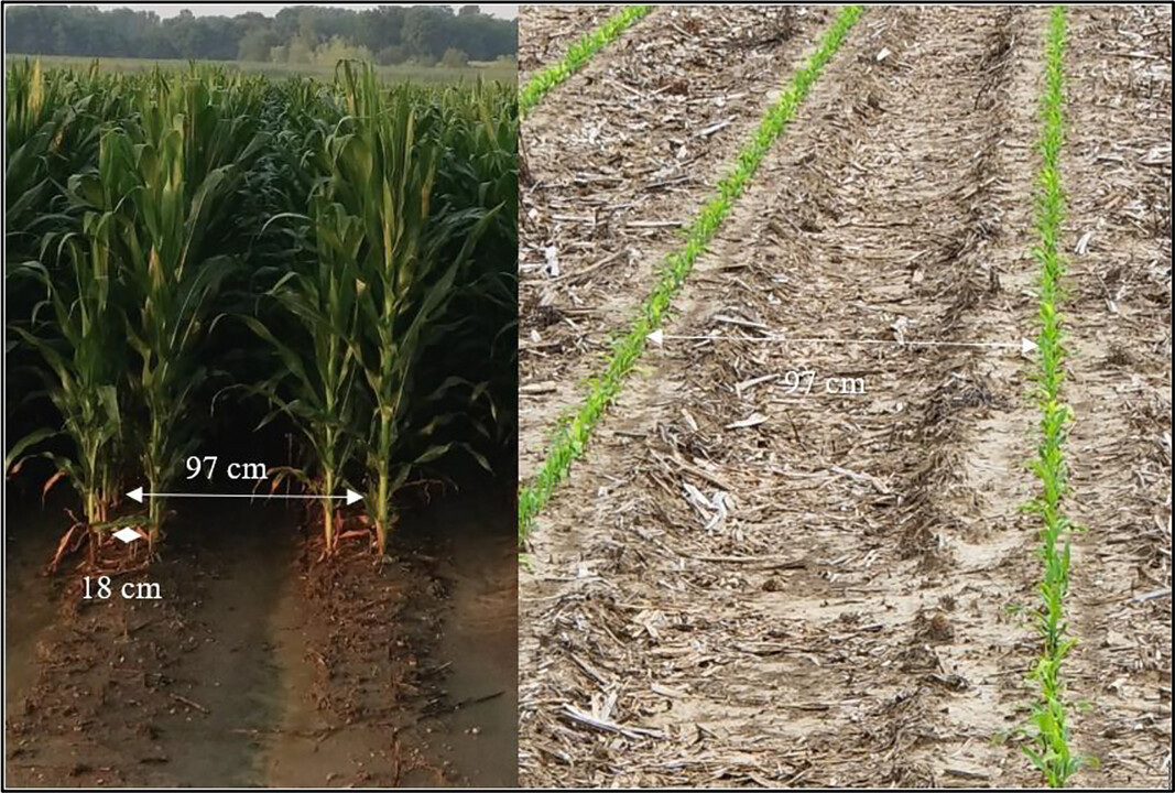 Picture of twin-row configuration (left) and single-row configuration (right). Plant-to-plant spacing between twin-rows was 7.09 inches (18 cm) and beds were 38.2 inches (97 cm) apart in both single- and twin-row configurations.