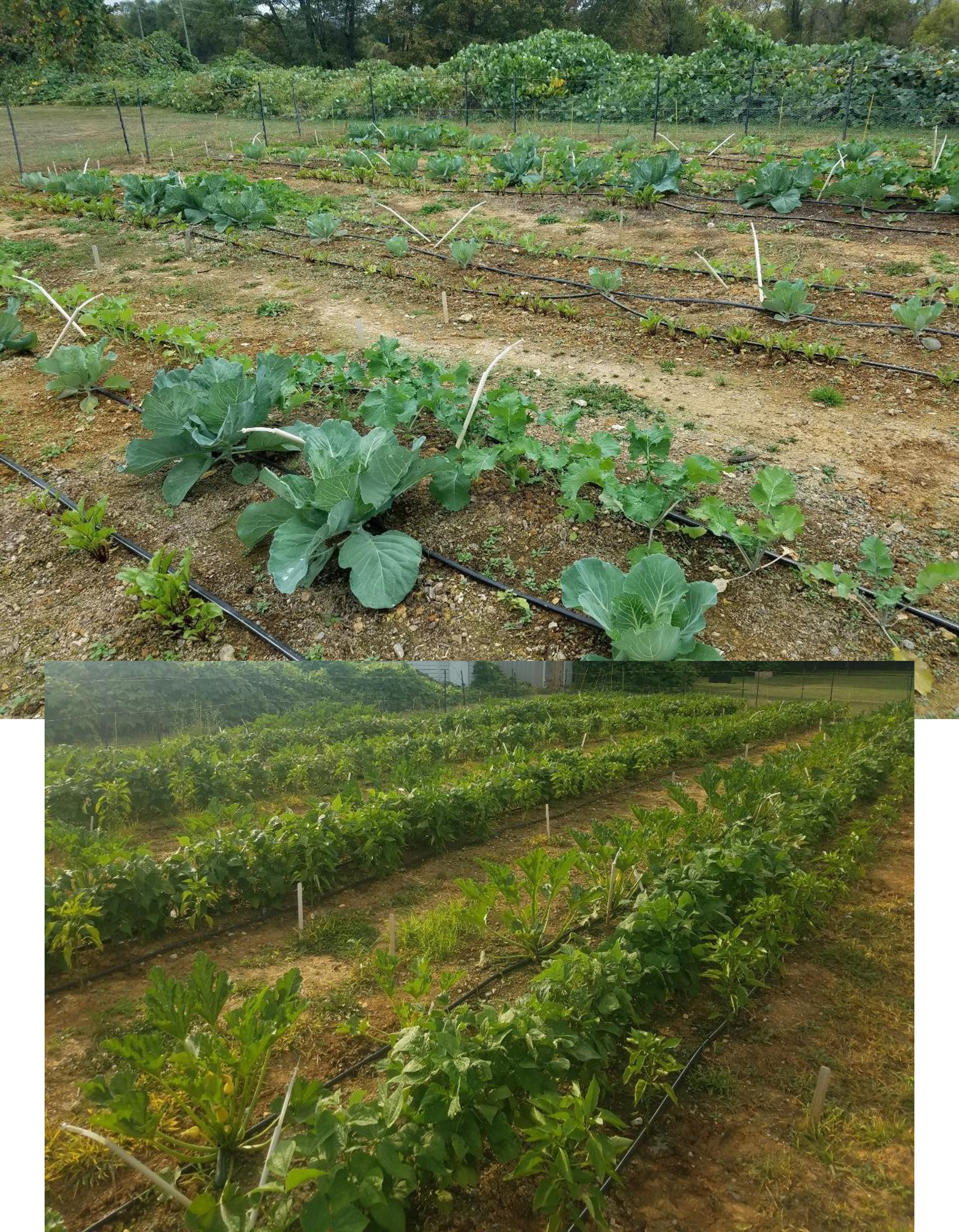 Biosolids have been shown to improve degraded soils and crop growth. In this study, researchers planted lettuce, kale, radish, beets, and cabbage. Photo by Odiney Alvarez-Campos and courtesy of Linda Lee.