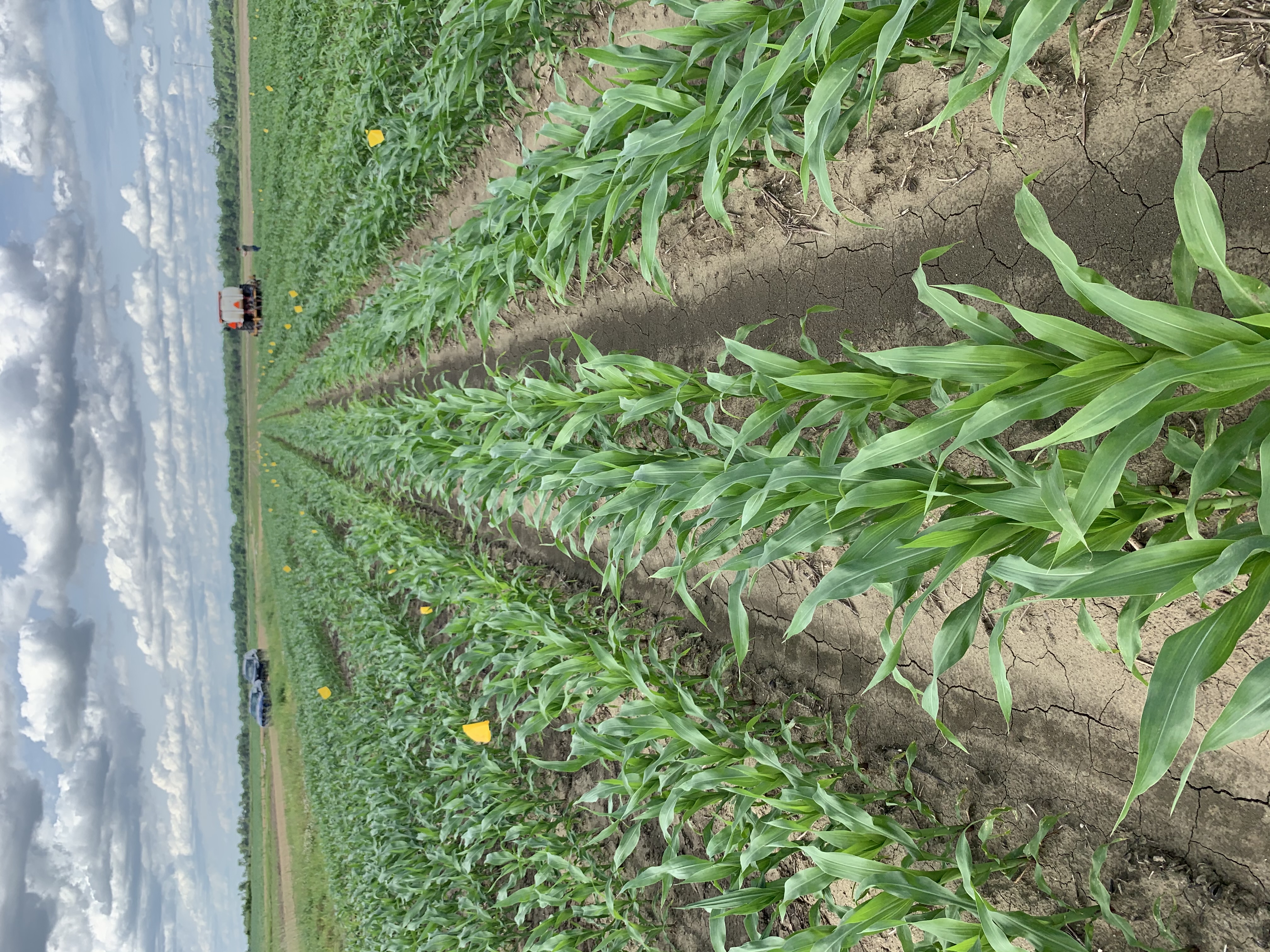 Planting density, especially in twin-row configurations as shown above, positively impacted grain moisture content.