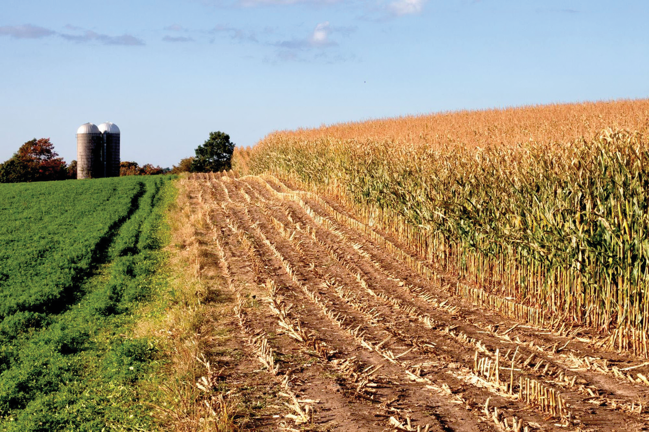 Alfalfa in rotation with annual crops aggressively scavenges nitro- gen in the soil and can significantly reduce nitrate contamination of  groundwater. Photo courtesy of UNL CropWatch.