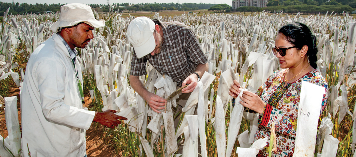 Pearl millet has a lot of genetic diversity that could be exploited by breeding for things like drought tolerance, yield, and nutrition. Photo by Michael Major/Crop Trust.