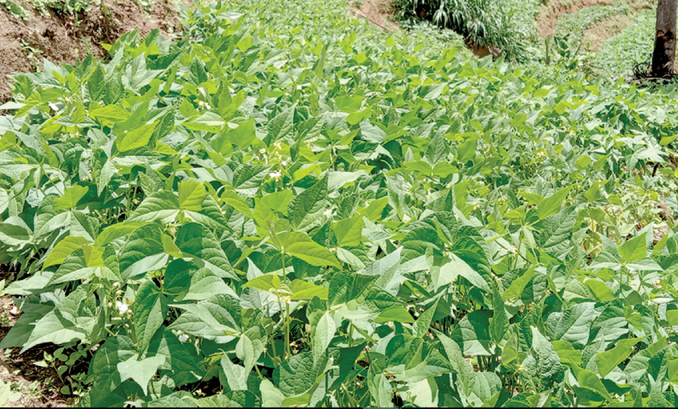 ‘Kikatiti’ pinto bean production on a hillside in Tanzania. Photo by Susan Nchimbi‐Msolla, Sokoine University of Agriculture.