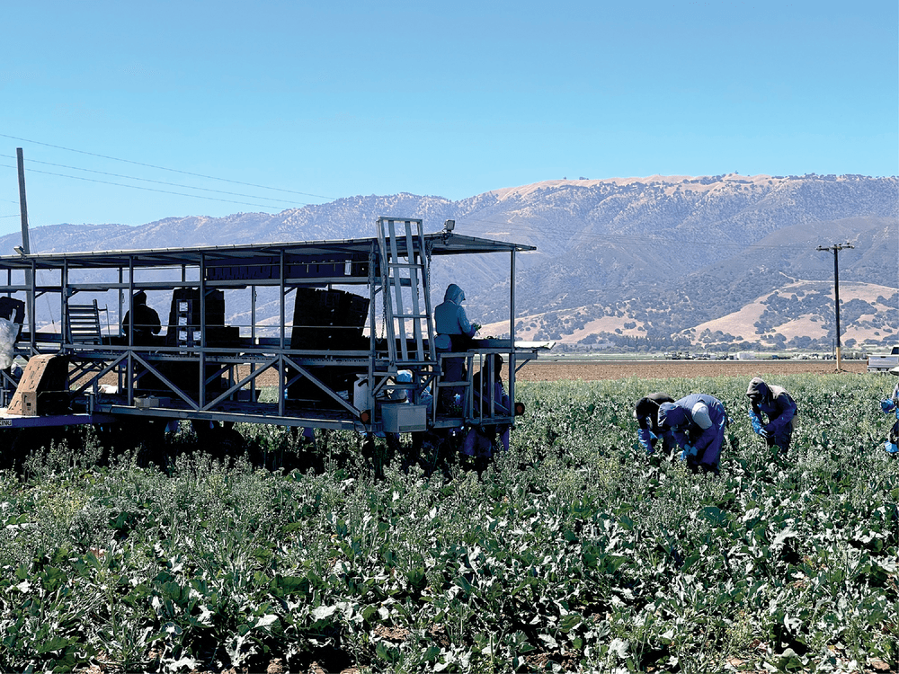 Figure 2. Broccoli being harvested and packed in the field during a farm tour in Chualar, CA.