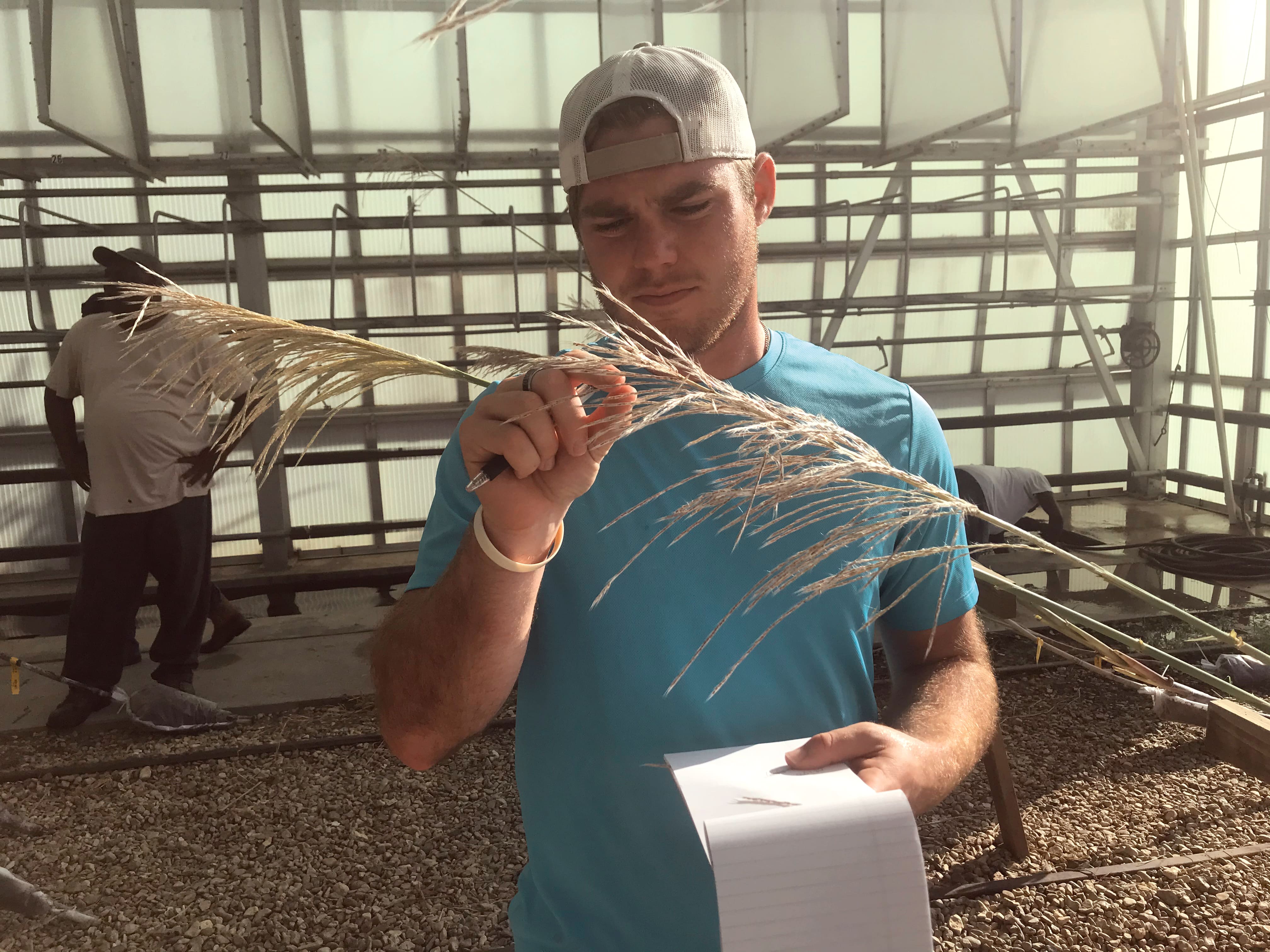 Brayden Blanchard, an assistant professor of sugarcane breeding and quantitative genetics at the Louisiana State University (LSU) AgCenter Sugar Research Station, examines and samples the reproductive organs of the sugarcane tassel. Photo courtesy of Brayden Blanchard.