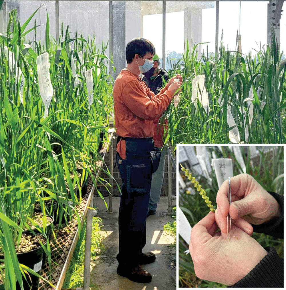 Clemson University assistant professor Richard Boyles makes crosses in the greenhouse. Photo by Carolina Ballén-Taborda, Clemson University. Inset: Emasculation of a wheat spike. Photo by Walker Spivey, Clemson University.