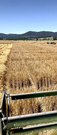 A seed increase of Top Shelf at the OSU Hyslop Farm near Corvallis, OR. Photo courtesy of Pat Hayes.