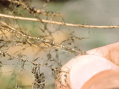 Cysts of the soybean cyst nematode seen as small, round, white structures on soybean roots dug in the field. Source: Gregory Tylka, Iowa State University, Bugwood.org.