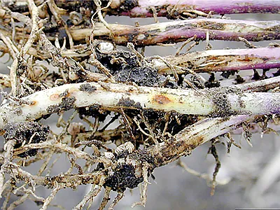Rhizoctonia damping off, blight, and rot. Photo by Daren Mueller, Iowa State University, Bugwood.org.