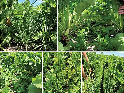 Cover crop options for interseeding in sugarbeet (clockwise from top left: winter rye, camelina, flax, white mustard, and pea).