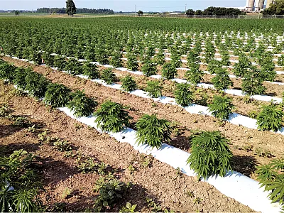 Outdoor cannabis operation in Ontario.