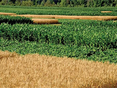 A new study analyzed yield and return impacts of wheat in rotations at Elora and Ridgetown (study site shown here), ON, Canada. Photo courtesy of Dave Hooker.