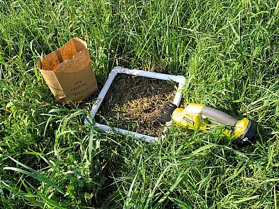 University of Tennessee researchers found that interseeding warm-season forages—especially crabgrass—into tall fescue can help overcome the “summer slump” by maintaining forage production when cool-season grasses slow down. 