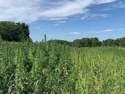 Fiber hemp is shown on the left and grain hemp on the right during the growing season in the field.