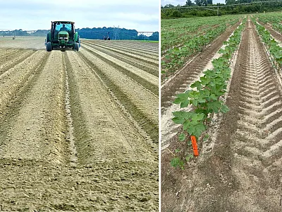 Tractor planting cotton seeds (left) and resulting cotton rows in the field (right), showing some gaps with poor stand establishment. Photos by C.O. Adegbenro.