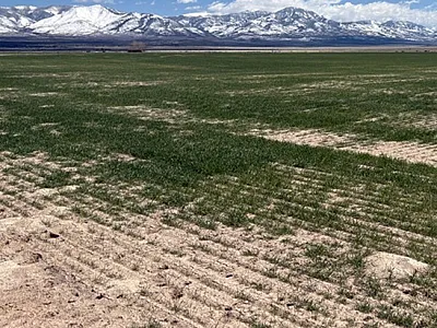 Corn (left) and wheat (right) growing in saline soils which are resulting in moisture stress due to the salts. Photos by Bryan Hopkins (corn) and Megan Baker (wheat).