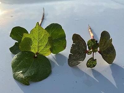 Left: Tobacco thrips (A) and western flower thrips (B) (Photo courtesy of Huseth et al., 2019). Right: Young cotton with and without thrips protection in the early season. Photo by Joshua Lee.