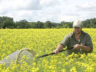 A sweep net is essential for monitoring cabbage seedpod weevil adults, whose larvae later feed on developing seeds of canola and brown and wild mustards.