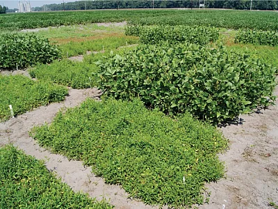 The vine-like architecture of wild soybean (Glycine soja) in the foreground contrasts to the upright architecture of domesticated soybean (Glycine max) in the background.