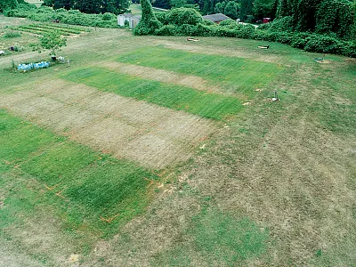 Aerial photo of a research site in Blacksburg, VA in July 2018 showing the effects of no irrigation during summer heat stress and irrigation at 80% evapotranspiration. Plot boundaries marked with orange paint define areas of differing fertility amendments: biosolid based, synthetic fertilizer, or a combination of the two. Photo courtesy of Dr. David McCall.