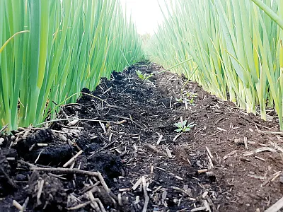 Green onions grown on miscanthus-amended field. Photo courtesy of Jacynthe Dessureault-Rompré.