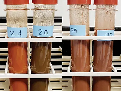 On the left is a typical (non-problematic) sample 2A, which an hour after reagents are added at room temperature, results in a discernible change in color (from 2A to 2B). On the right, however, is an example of a problematic red parent material (PRPM) soil sample 17, which an hour after reagents are added, results in only a slight change in color (between 17A and 17B). Photo courtesy of M.C. Rabenhorst.