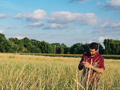 University of Minnesota Kernza researcher Prabin Bajgain evaluating intermediate wheatgrass in a selection nursery at St. Paul, MN before harvest. Photo courtesy of Prabin Bajgain.