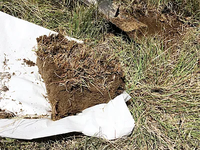 A soil monolith that will be sorted for visible soil organisms that may be important for soil function. Photo by Courtland Kelly.