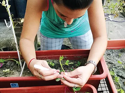 Castration of the Arachis sp. flower bud in the greenhouse of the Instituto de Botánica del Nordestem, Corrientes, Argentina. Photo by Alejandra V. García.