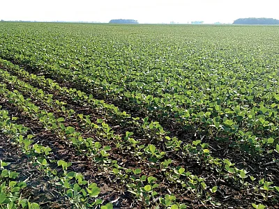 In a follow-up study, farmers are comparing their usual management to that associated with higher yields through the multi-state survey analysis project described in this article. The above field in Ohio was planted with test strips of soybean at different planting dates. Some strips will receive foliar fungicide, and others will not. Photo by Laura Lindsay, Ohio State University.